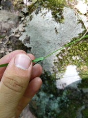 Poa saltuensis