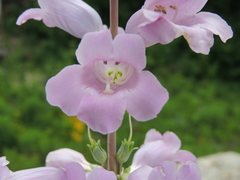 Penstemon grandiflorus