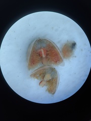 Limaria hemphilli image