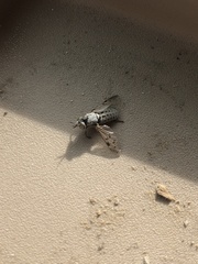 Silvius quadrivittatus