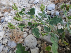 Phacelia rupestris