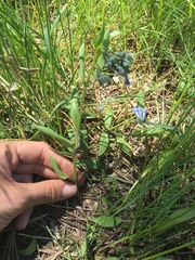 Mertensia longiflora