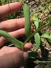 Mertensia longiflora