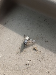 Silvius quadrivittatus