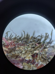Modiolus capax