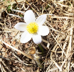 Pulsatilla vernalis