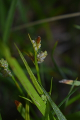 Carex aurea