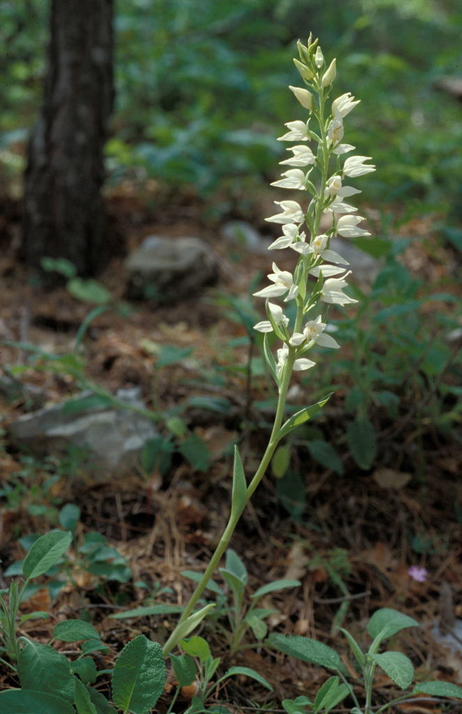 Eastern Hooded Helleborine