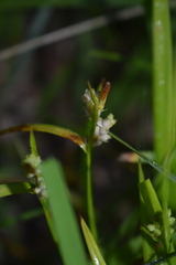 Carex aurea
