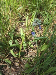Mertensia longiflora