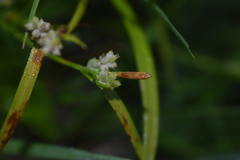Carex aurea