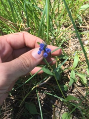 Mertensia longiflora