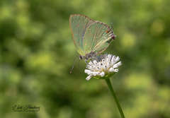 Cyanophrys herodotus