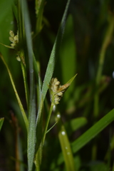 Carex aurea