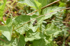 Macropis