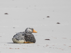 Tachyeres brachypterus