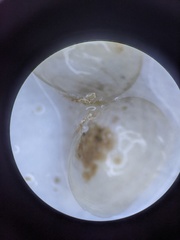 Kellia laperousii