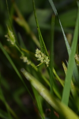 Carex aurea