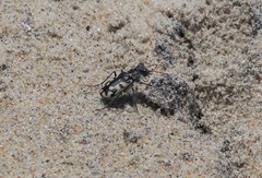 Cicindela latesignata