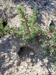 Halogeton glomeratus