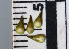 Carex echinata echinata