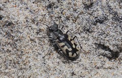 Cicindela latesignata