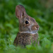 Eastern Cottontail - Photo (c) Zach Baranowski, some rights reserved (CC BY-NC-ND), uploaded by Zach Baranowski