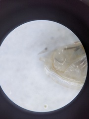 Cumingia californica