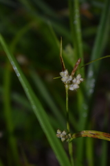 Carex aurea