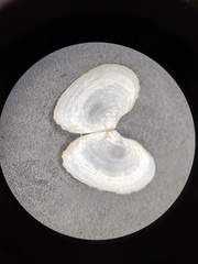 Cumingia californica