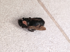 Xylocopa sonorina