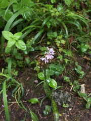 Dactylorhiza fuchsii