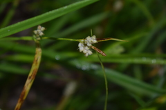 Carex aurea
