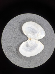 Cumingia californica
