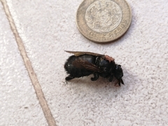 Xylocopa sonorina