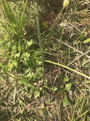 Erigeron vernus