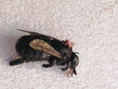 Xylocopa sonorina