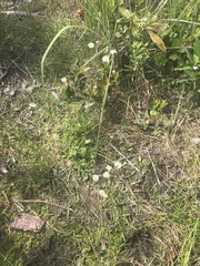 Erigeron vernus
