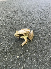 Lithobates sylvaticus