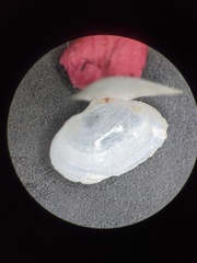 Cumingia californica