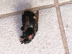 Xylocopa sonorina