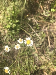 Erigeron vernus