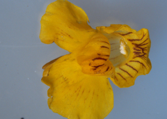 Utricularia intermedia