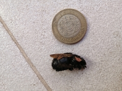 Xylocopa sonorina