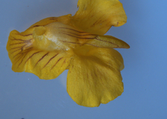 Utricularia intermedia