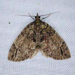 Hydriomena transfigurata