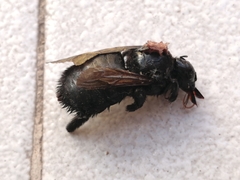 Xylocopa sonorina