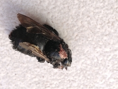 Xylocopa sonorina