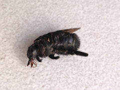 Xylocopa sonorina