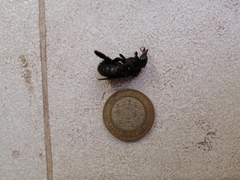 Xylocopa sonorina